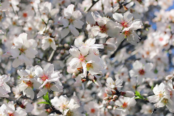 blossoming peach tree