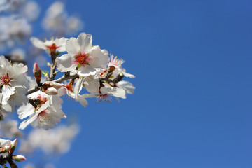 branch of a blossoming peach tree close-up