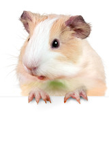 Guinea pig holding white cardboard