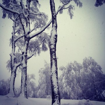 alberi coperti di neve. inverno