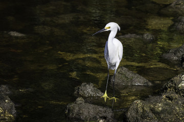 Snowy White Egret standing on a rock in a mangrove at Ding Darling Wildlife Refuge on Sanibel Island Florida