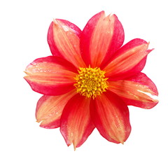 Naklejka premium dahlia single-flower garden flower with a dew drops isolated on white background