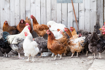 Hens and rooster in the backyard