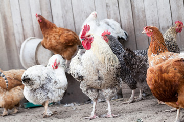 Hens and rooster in the backyard