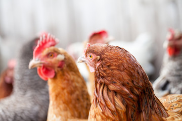 Hens and rooster in the backyard