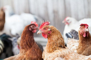 Hens and rooster in the backyard