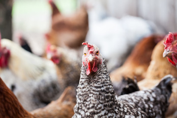 Hens and rooster in the backyard