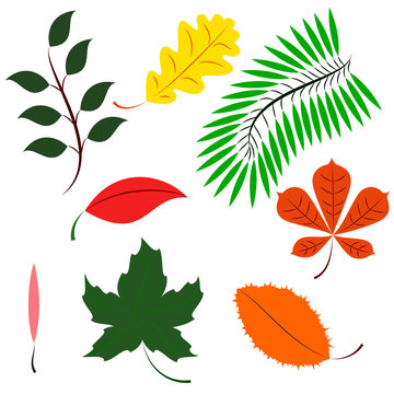 Colored different leaves. leaves of different continents in color