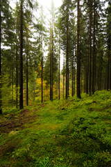 Fototapeta na wymiar Wald im Harz bei Braunlage, Niedersachsen in Deutschland