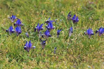 Wild irises on mountain of Crimea.