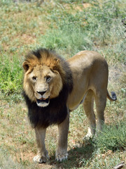 Male lion, Namibia