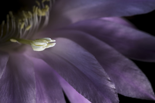 macro pistil echinopsis flower succulent plant