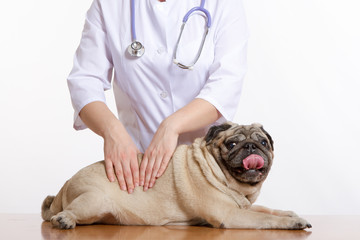 Pug is a dog, the veterinarian inspects