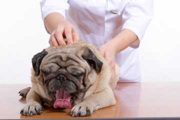 the vet listens with a stethoscope dog pug