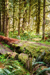 Hoh Rain Forest, Olympic National Park