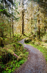 Fototapeta premium Hoh Rain Forest, Olympic National Park
