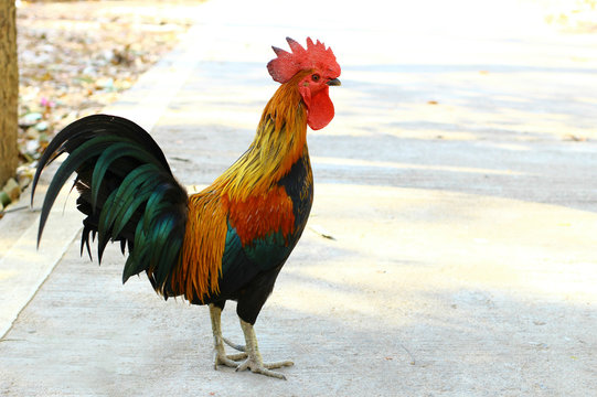 The bantam cock / rooster in the outdoor area