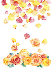 Watercolor painting. Pink and yellow roses and petals on white background - 103032192