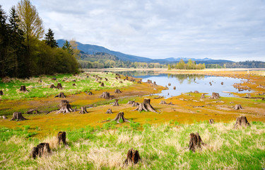 Fototapeta premium Nisqually National Wildlife Refuge