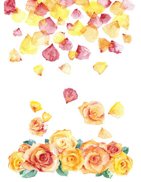 Watercolor painting. Pink and yellow roses and petals on white background