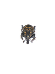 Front of a large pine weevil on white background