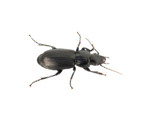 Shiny black ground beetle on white background