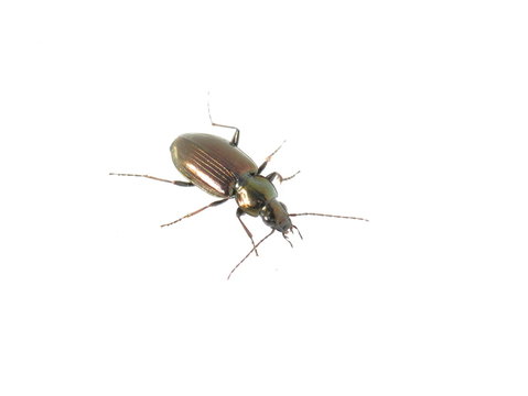 The shiny ground beetle Poecilus versicolor on white background 