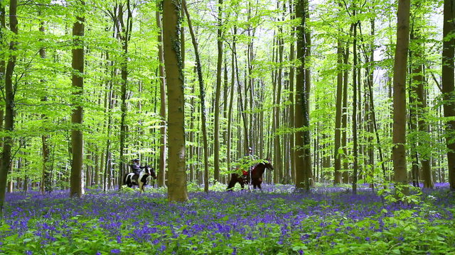 Riders in Halle Forest, a mystical forest in Belgium.