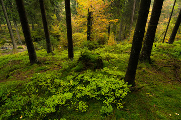 Wald im Harz bei Braunlage, Niedersachsen in Deutschland