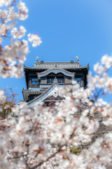 Naklejka premium kumamoto castle in spring