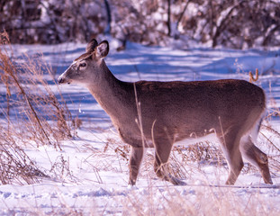 Obraz premium Whitetail Doe With Snow On Her FAce