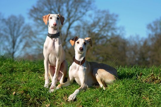 zwei Windhund Welpen