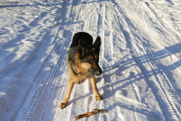Собака немецкая овчарка на снежной накатанной дороге зимним солнечным днем