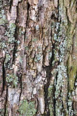 Old bark background