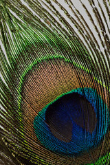 Obraz premium Peacock feather