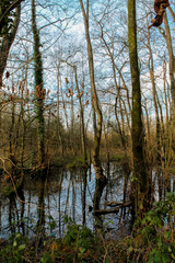 Secret Woodland Pond