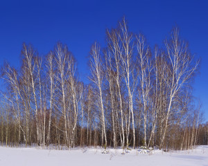 View of snowy birch forest in winter