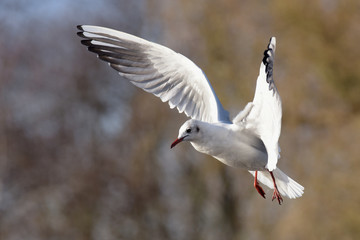 Black-headed Gull, Chroicocephalus ridibundus