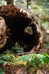 Allegheny National Forest