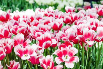 Fototapeta premium colorful beautiful tulips. Floral Background