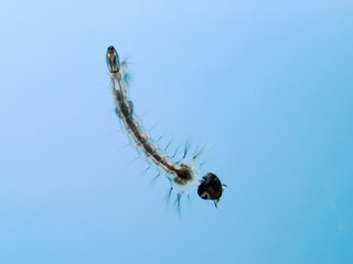 A mosquito larva in its short stage during which it lives mostly in stagnant water.