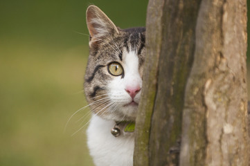 Obraz premium Hiding cat, Italy