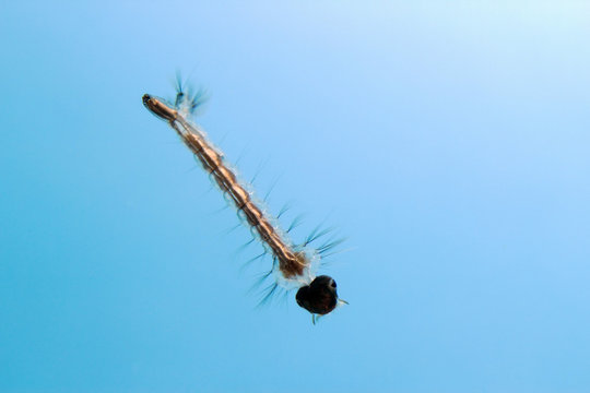 A mosquito larva in its short stage during which it lives mostly in stagnant water.