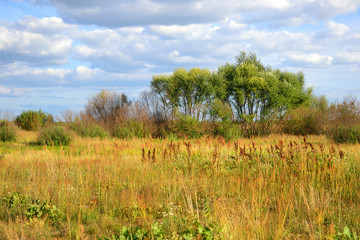 Summer field, Belarus.