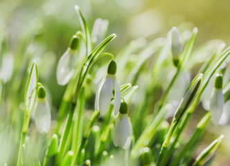 Snowdrops spring flower