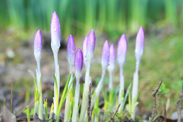 Crocus Flowers