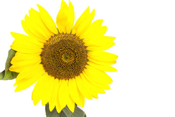Fototapeta premium one big yellow sunflower