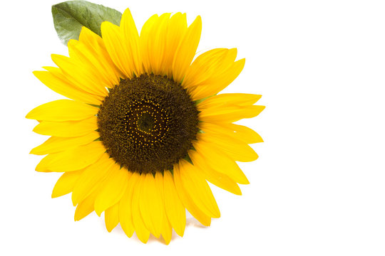 Fototapeta one big sunflower round