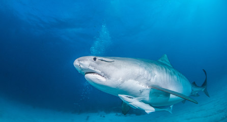 Tiger shark