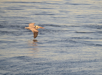 Brown Pelican at Dawn